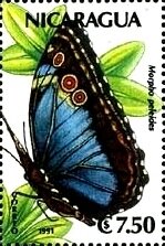 Colnect-5907-447-Common-Morpho-Morpho-peleides.jpg