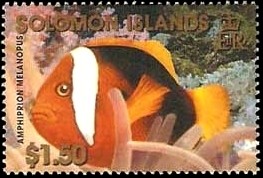 Cinnamon-Clownfish-Amphiprion-melanopus.jpg