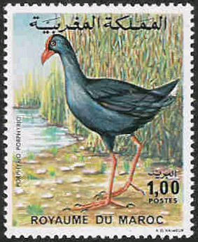 Colnect-1894-999-Purple-Swamphen-Porphyrio-porphyrio.jpg