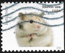 Colnect-3483-596-Hamster-Cricetus-sp.jpg