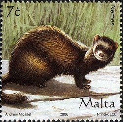 Colnect-657-634-Ferret-Mustela-putorius-furo-.jpg