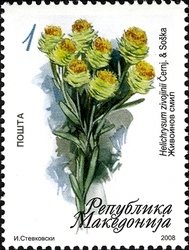 Colnect-1449-041-Helichrysum-zivojinii-cernj---soska.jpg