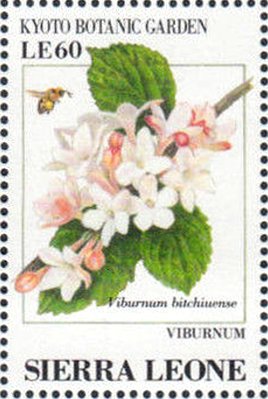 Colnect-4207-991-Viburnum-Viburnum-bitchiuense.jpg