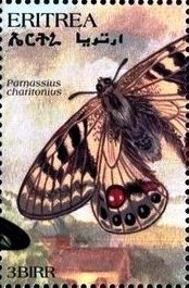 Colnect-4742-754-Parnassius-charltonius.jpg