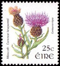 Colnect-617-113-Common-Knapweed-Centaurea-nigra.jpg