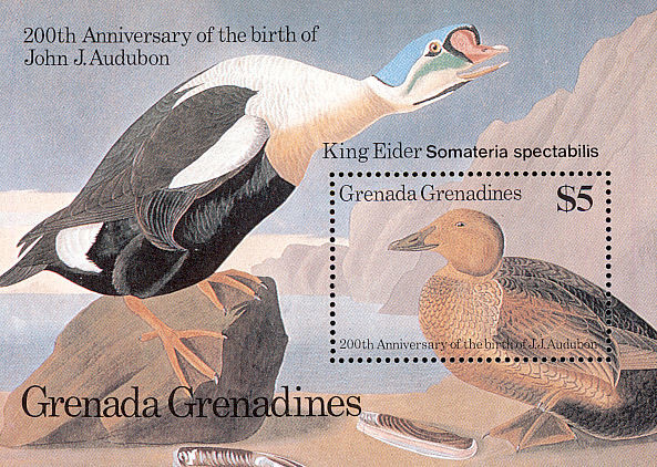 Colnect-2193-460-King-Eider-nbsp-Somateria-spectabilis.jpg