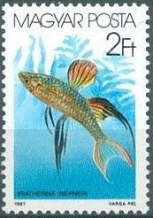 Colnect-604-523-Threadfin-Rainbowfish-Iriatherina-werneri.jpg