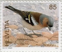 Colnect-617-105-Chaffinch-Fringilla-coelebs.jpg