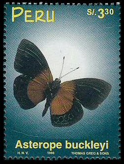 Colnect-1683-361-Meadow-Wanderer--Asterope-buckleyi.jpg