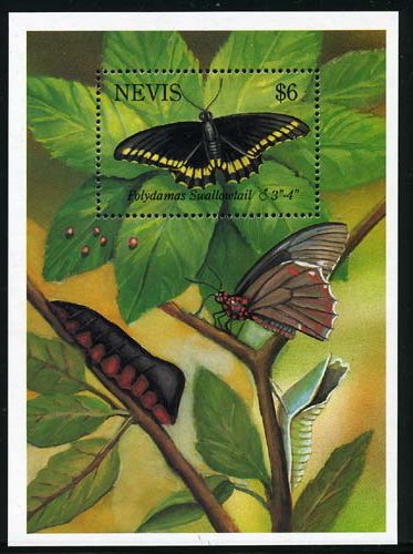 Colnect-2159-911-Pair-of-West-Indian-Buckeye-Junonia-evarete.jpg