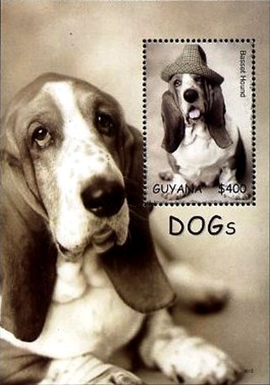 Colnect-3456-532-Basset-Hound-Canis-lupus-familiaris.jpg