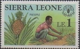 Colnect-5048-575-Men-tending-pineapple-plants.jpg