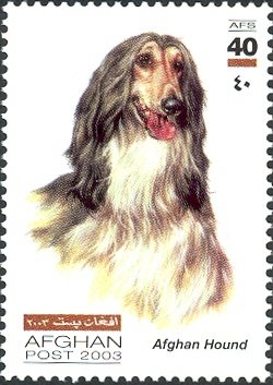 Colnect-543-721-Afghan-Hound-Canis-lupus-familiaris.jpg