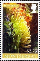 Colnect-1524-077-Sea-Anemone-Actiniaria-sp.jpg