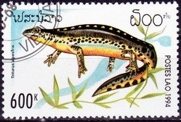 Colnect-1991-567-Alpine-Newt-Triturus-alpestris.jpg