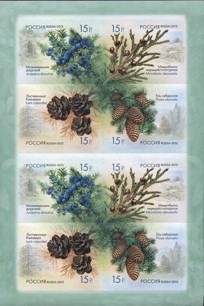 Colnect-2934-144-Flora-of-Russia-Cones-of-coniferous-trees-and-shrubs.jpg