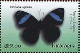 Colnect-3478-553-Nessaea-agiaura.jpg