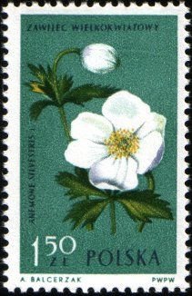 Colnect-3931-390-Snowdrop-anemone-Anemone-sylvestris.jpg