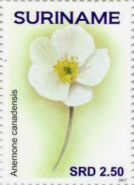 Colnect-4181-047-Anemone-canadensis.jpg