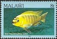 Colnect-1448-913-Gold-Kawanga-Pseudotropheus-zebra.jpg