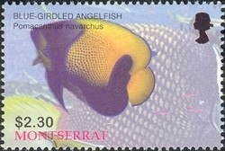 Colnect-1538-365-Blue-girdled-Angelfish-Pomacanthus-navarchus.jpg