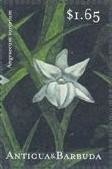 Colnect-1771-979-Angraecum-sororium.jpg