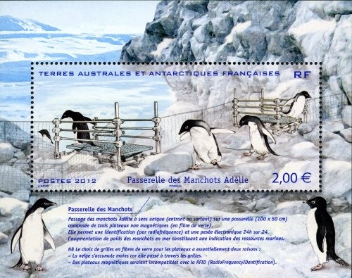 Colnect-2390-481-Adelie-Penguin-Pygoscelis-adeliae.jpg