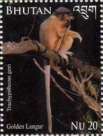 Colnect-2461-125-Golden-Langur-Trachypithecus-geei.jpg