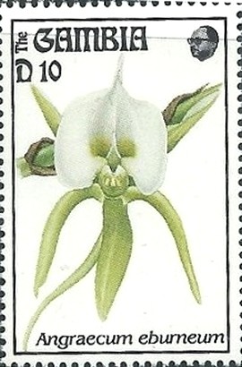 Colnect-2823-904-Angraecum-eburneum.jpg