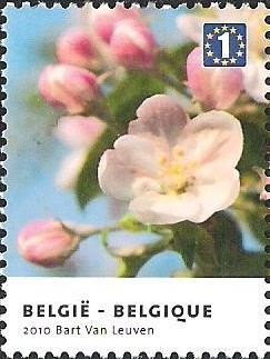 Colnect-658-245-Haspengouw-Apple-Blossom.jpg