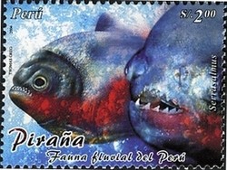 Colnect-1562-002-Piranha-Serrasalmus-sp-.jpg