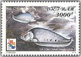 Colnect-1660-904-Clown-Knifefish-Chitala-ornata.jpg