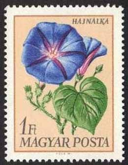 Colnect-590-863-Picotee-Morning-glory-Ipomoea-elegans.jpg