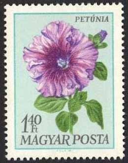 Colnect-590-864-Petunia-Petunia-hybrida.jpg