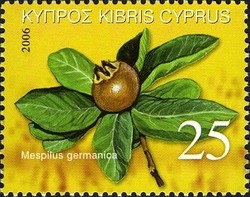 Colnect-625-666-Mespilus-germanica-common-medlar-tree-fruit.jpg