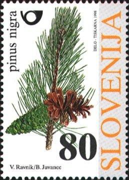 Colnect-695-822-Flora---Coniferous-trees-black-pine.jpg