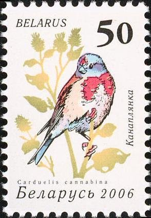 Colnect-1055-983-Common-Linnet-Carduelis-cannabina.jpg