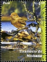 Colnect-1572-145-Mishana-Tyrannulet-Zimmerius-villarejoi.jpg