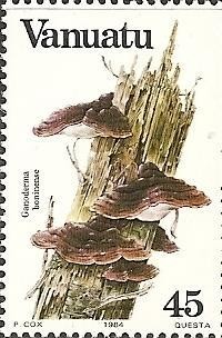 Colnect-1231-107-Ganoderma-boninense.jpg