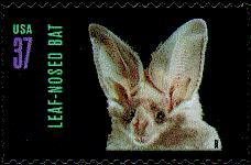 Colnect-201-948-California-Leaf-nosed-Bat-Macrotus-californicus.jpg