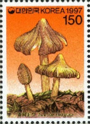 Colnect-2987-494-Inocybe-fastigiata.jpg