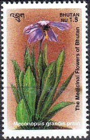 Colnect-3319-769-Meconopsis-Grandis-prain.jpg