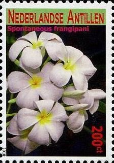 Colnect-4563-017-Spontaneous-frangipani.jpg