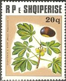 Colnect-1443-813-Horse-Chestnut-Aesculus-hippocastanum.jpg