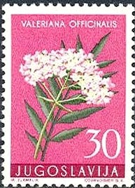 Colnect-1016-969-Valerian-Valeriana-officinalis.jpg