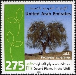 Colnect-1384-858-Desert-plants-in-the-UAE---Prosopis-cineraria.jpg