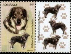 Colnect-1394-170-Romanian-Carpathian-Shepherd-Canis-lupus-familiaris.jpg