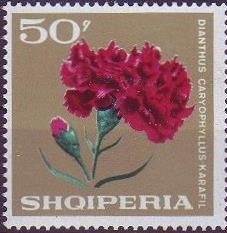 Colnect-1411-401-Carnation-Dianthus-caryophyllus.jpg