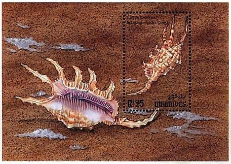 Colnect-1428-115-Scorpion-Conch-Lambis-scorpio.jpg