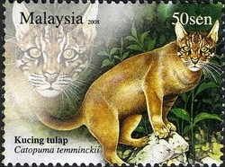 Colnect-1437-421-Asian-Golden-Cat-Catopuma-temminckii-.jpg